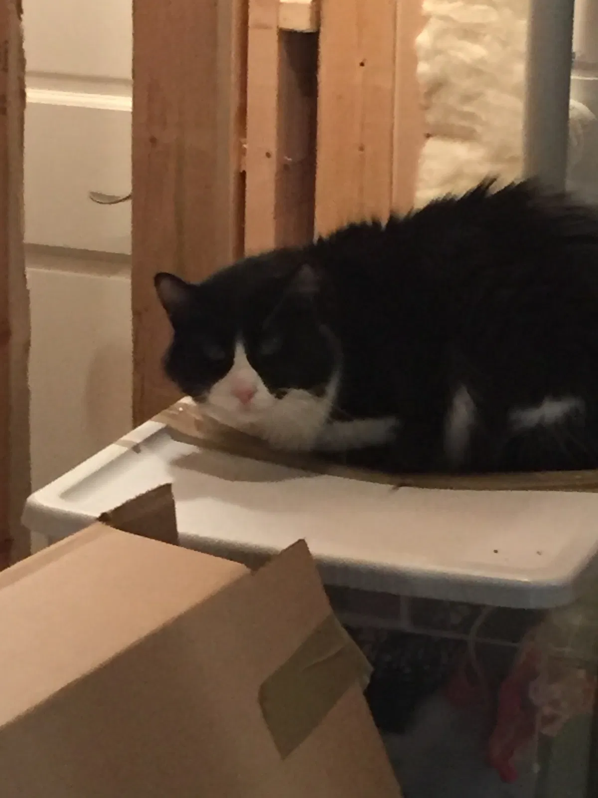 Found cat in Racine, WI, 53406