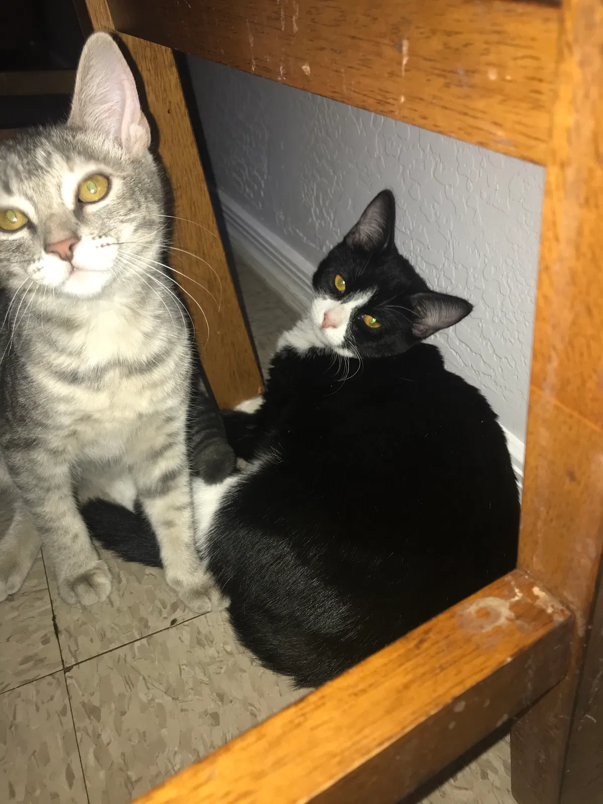 Found cat in Phoenix, AZ, 85007