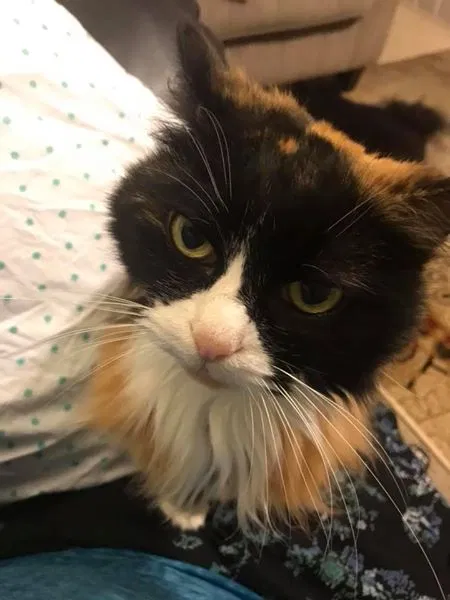Found cat in Centerville, UT, 84014
