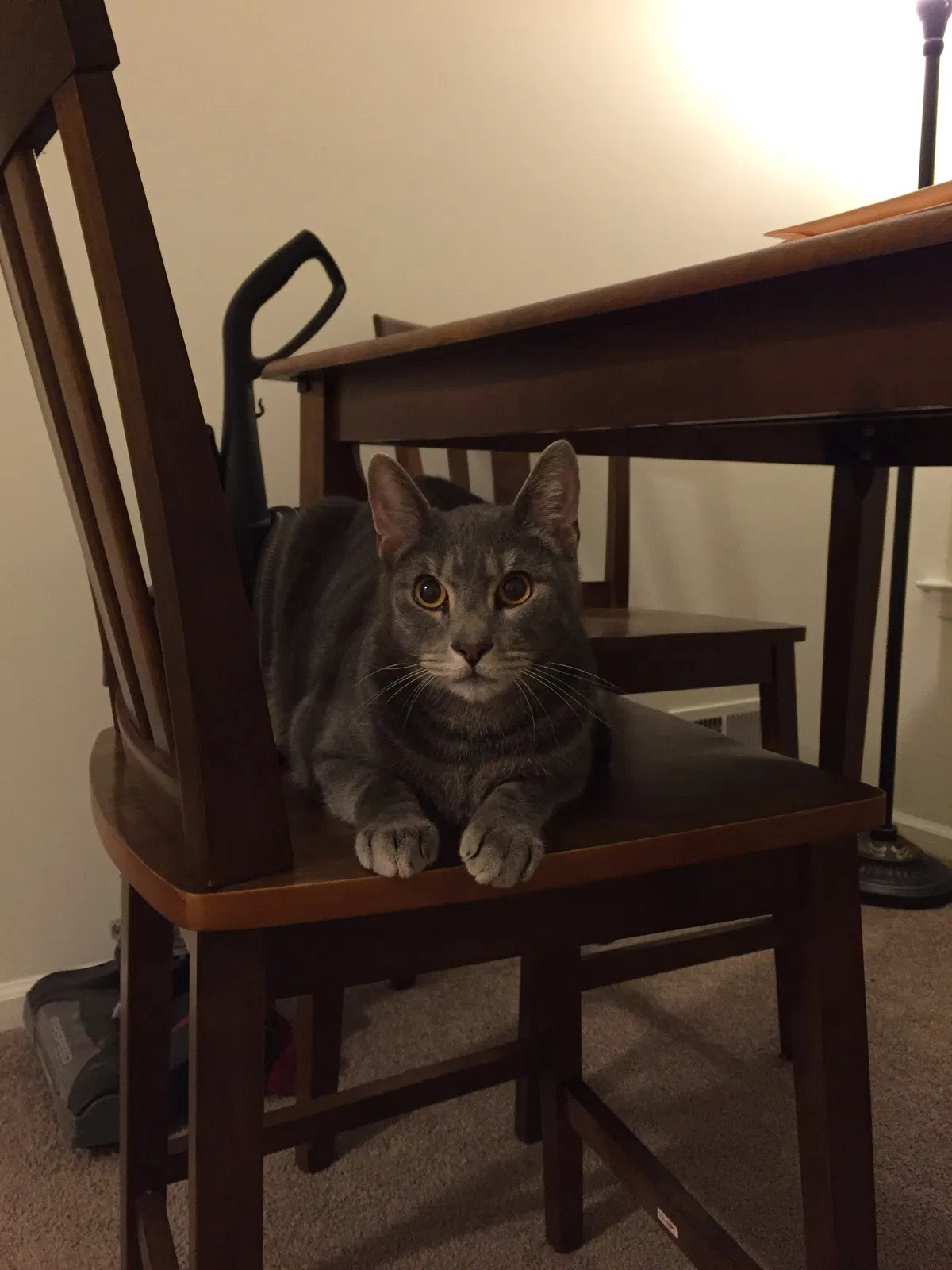 Found cat in Belle Mead, NJ, 8502