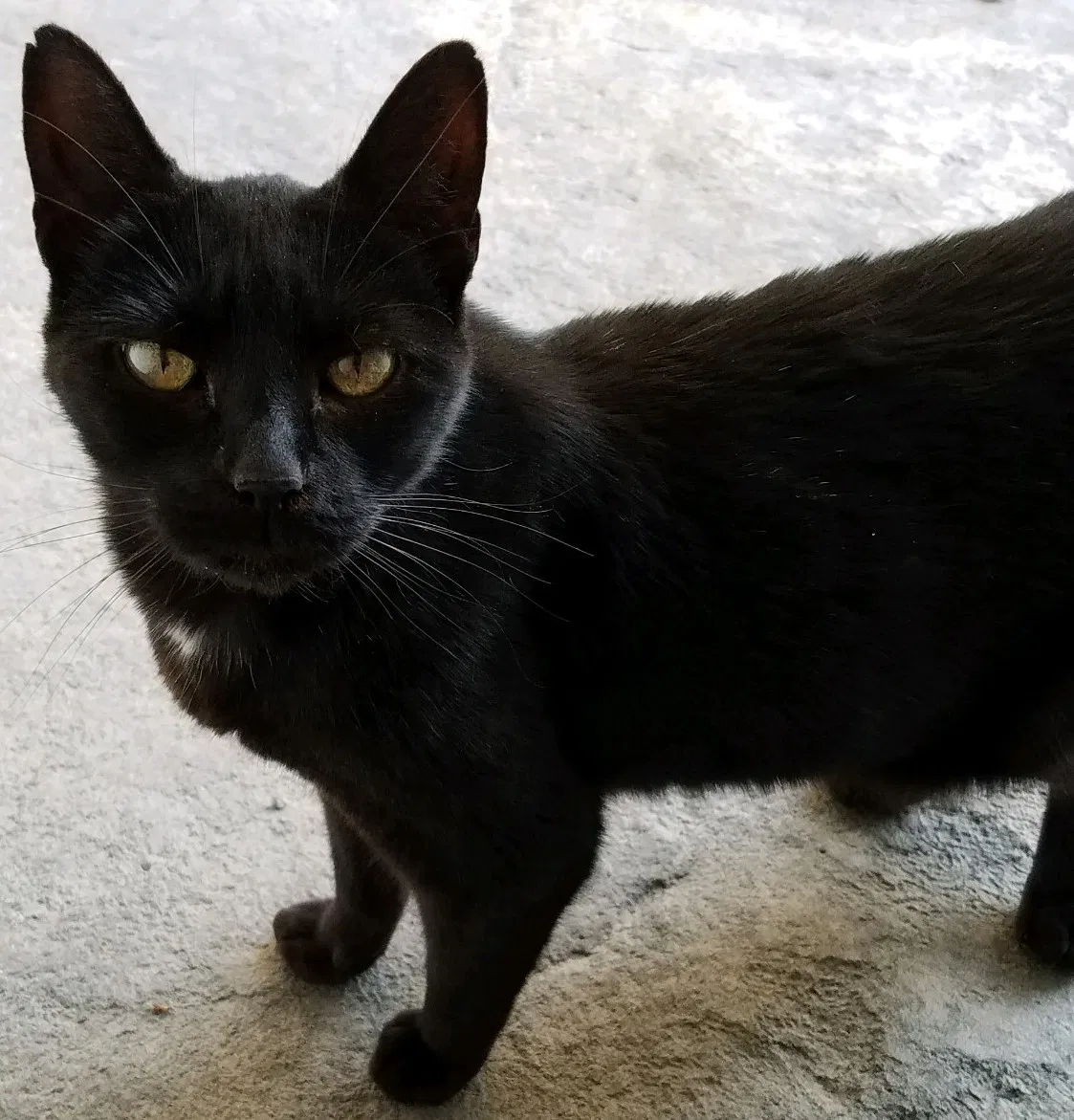 Found cat in Union City, CA, 94587