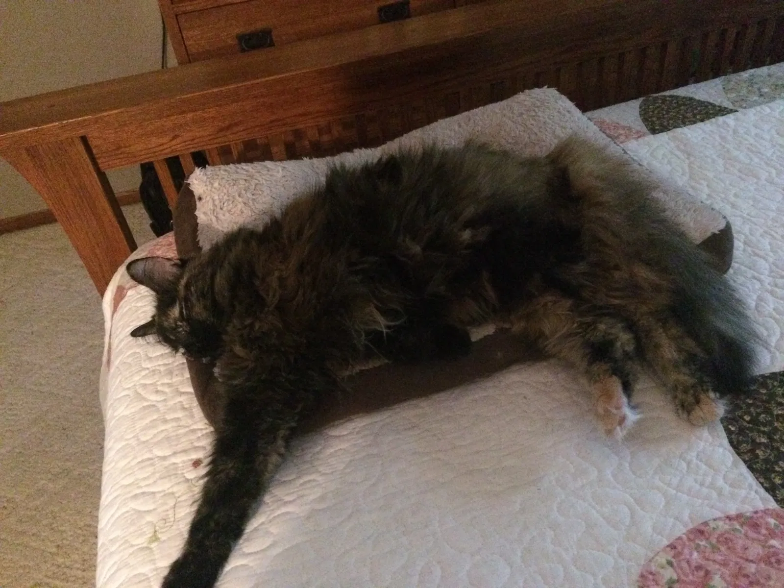 Found cat in Janesville, WI, 53548
