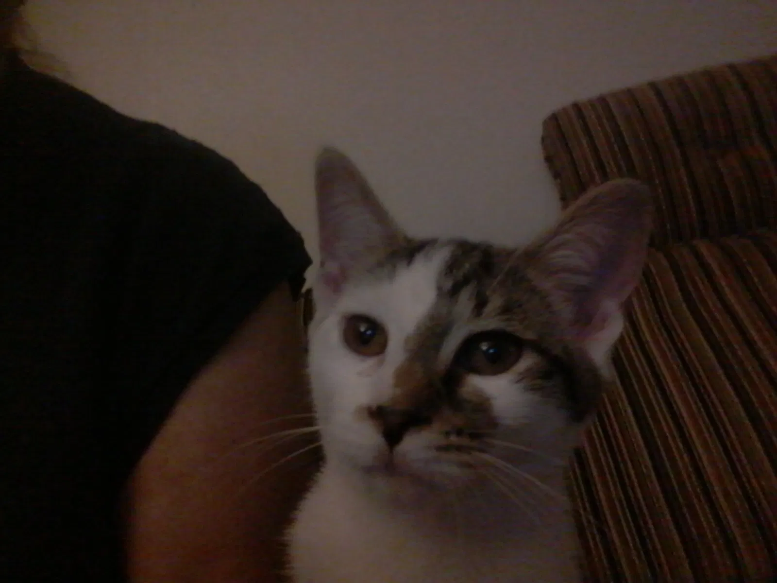 Found cat in Lilburn, GA, 30047