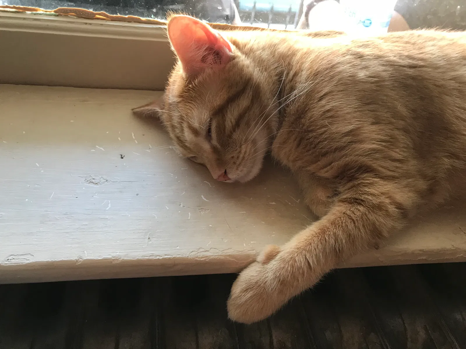 Found cat in York, PA, 17404
