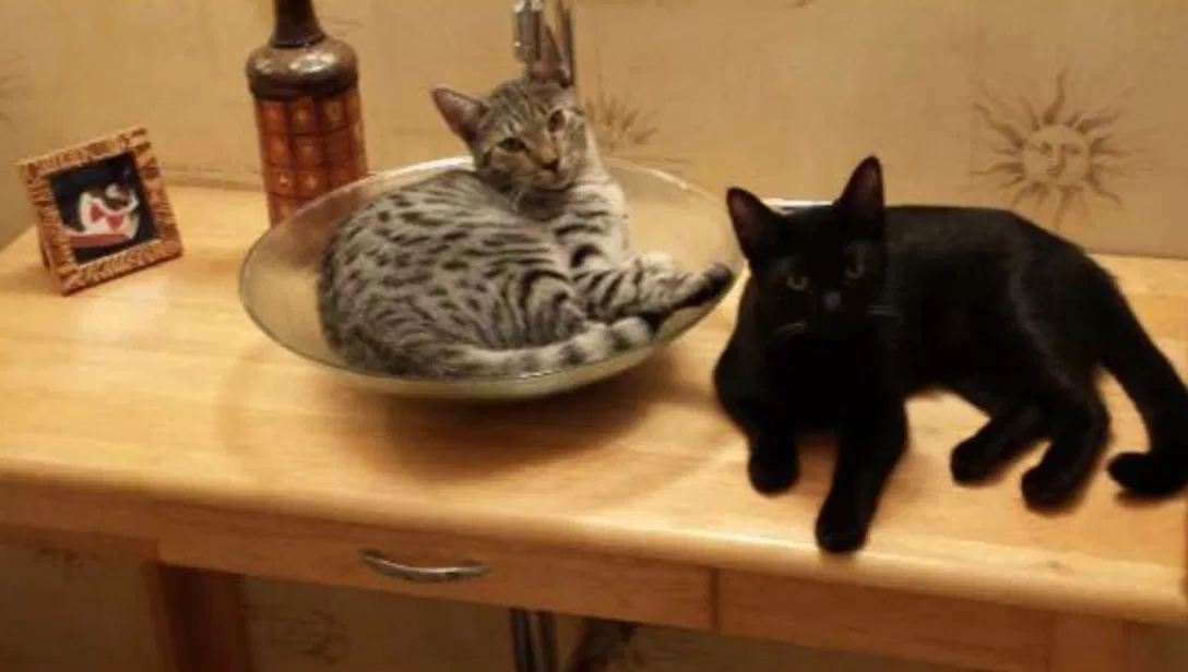 Found cat in Long Beach, CA, 90803