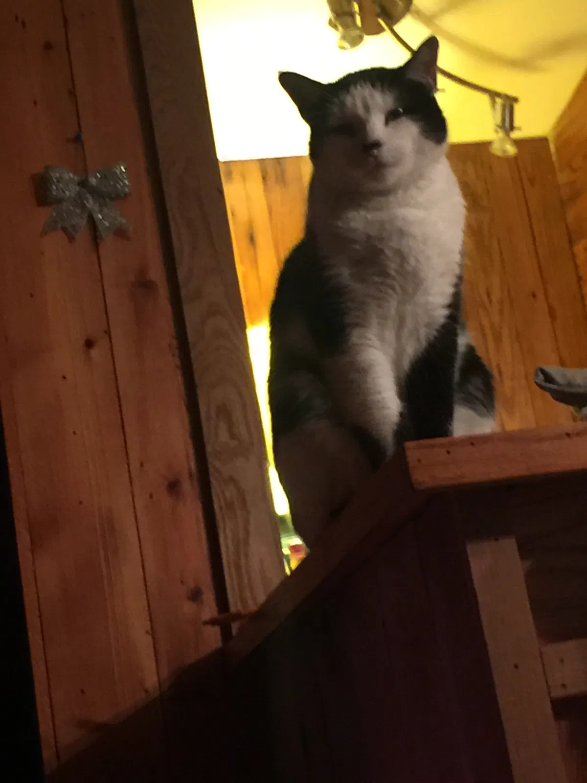 Found cat in Princeton, WV, 24739