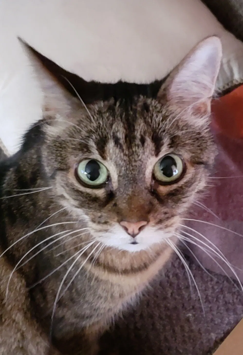 Found cat in Macomb, MI, 48044