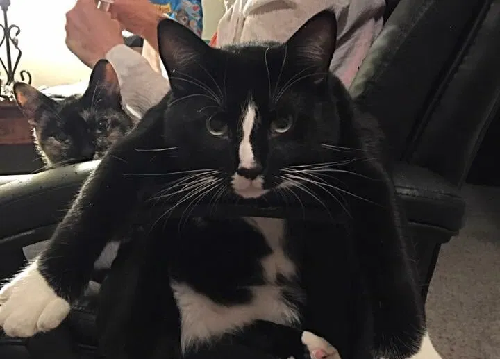 Found cat in Unknown, OK, 74667