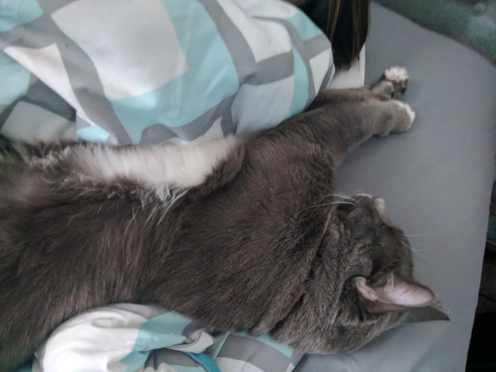 Found cat in Mesa, AZ, 85207