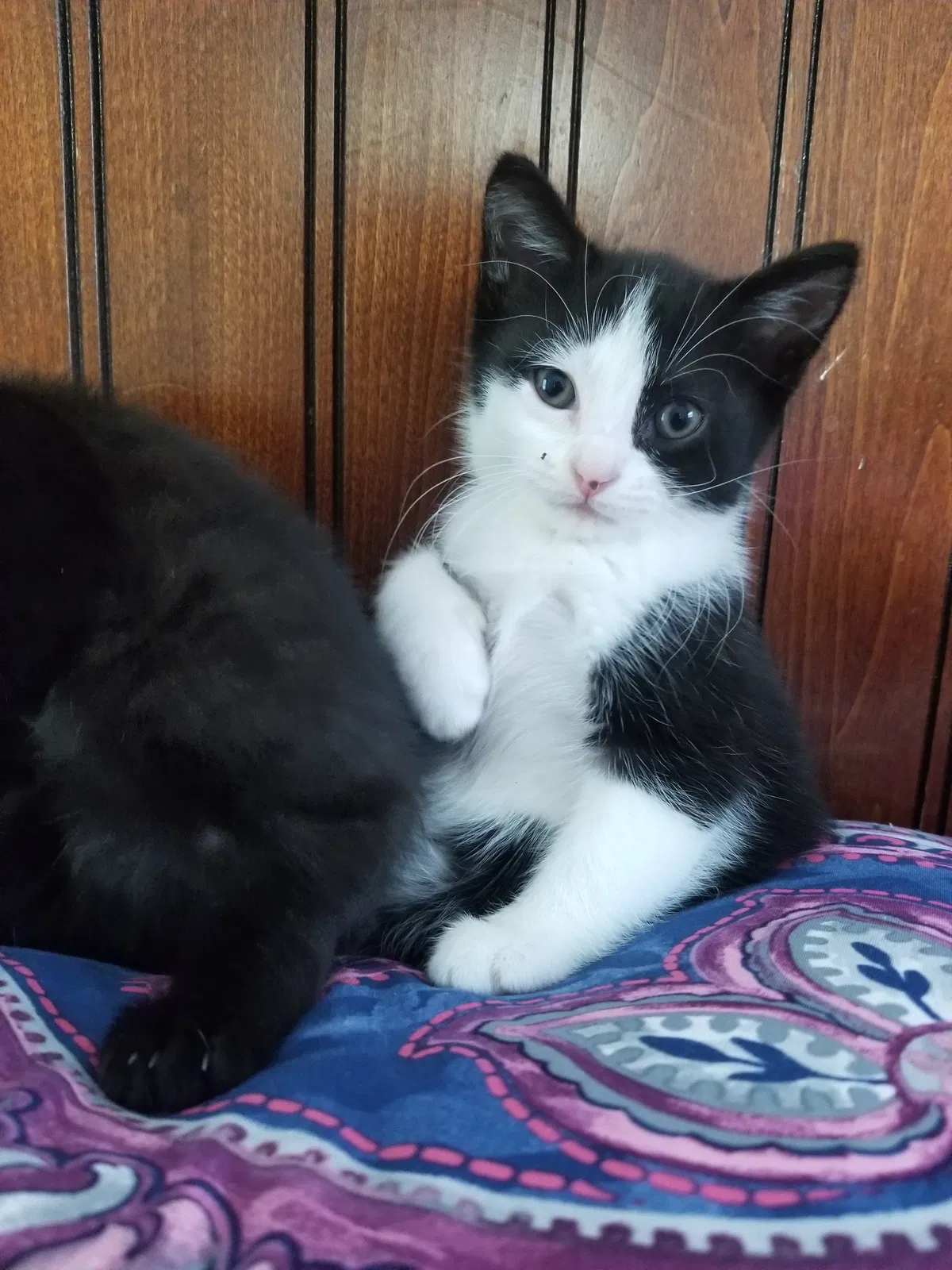 Found cat in Opa Locka, FL, 33055