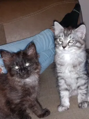 Found cat in Mount Clemens, MI, 48046