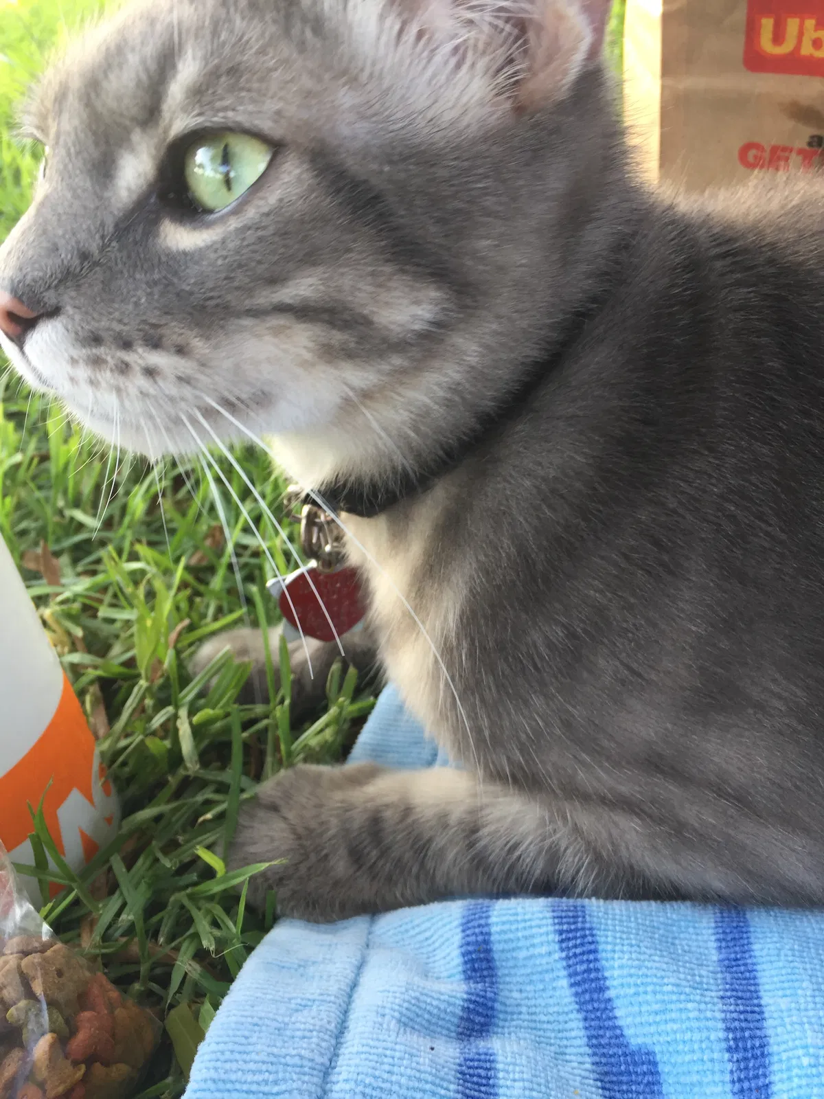 Found cat in Lynwood, CA, 90262
