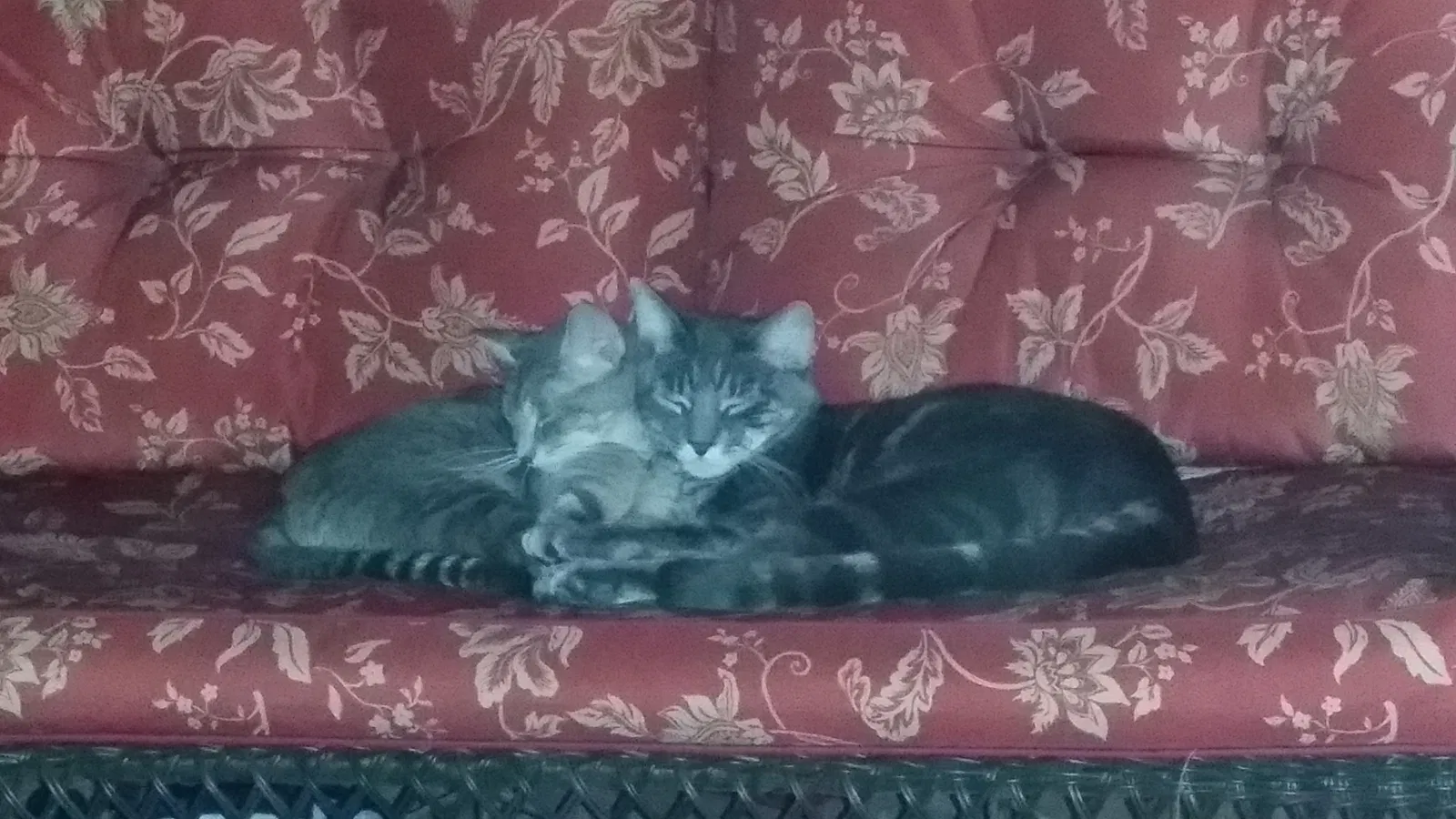 Found cat in Hesperia, CA, 92345
