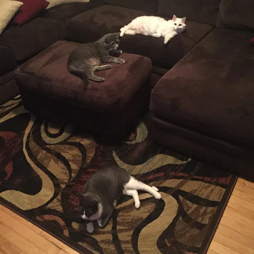 Found cat in Milwaukee, WI, 53202