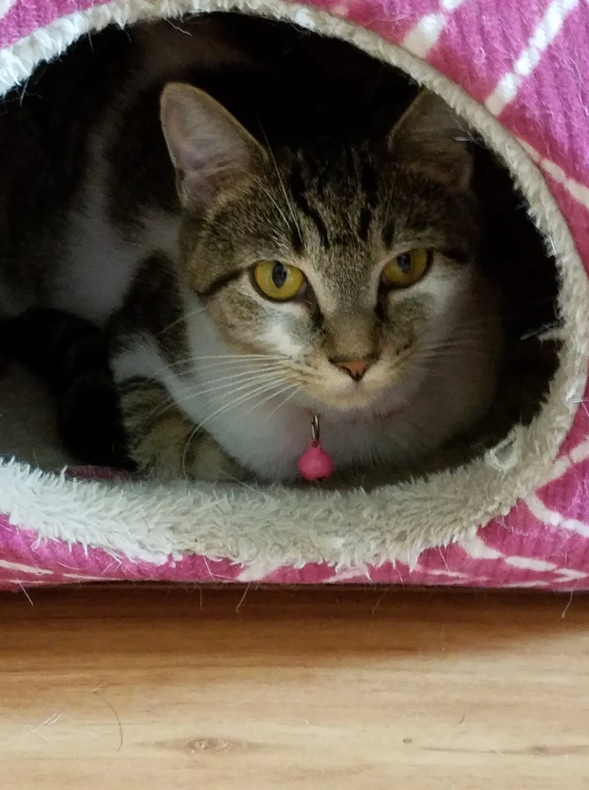 Found cat in Chesapeake City, MD, 21915