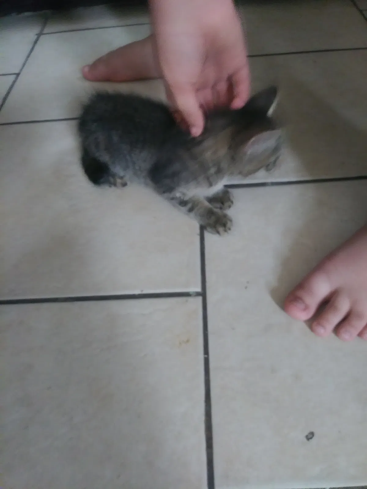Found cat in Kannapolis, NC, 28081