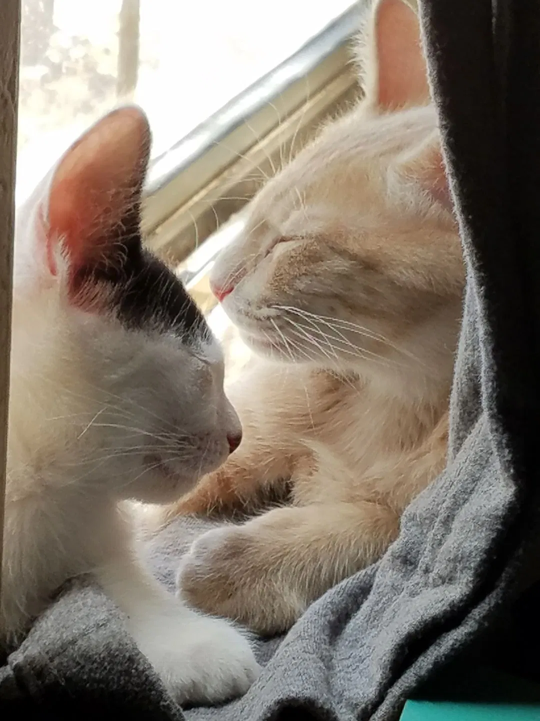 Found cat in San Tan Valley, AZ, 85140
