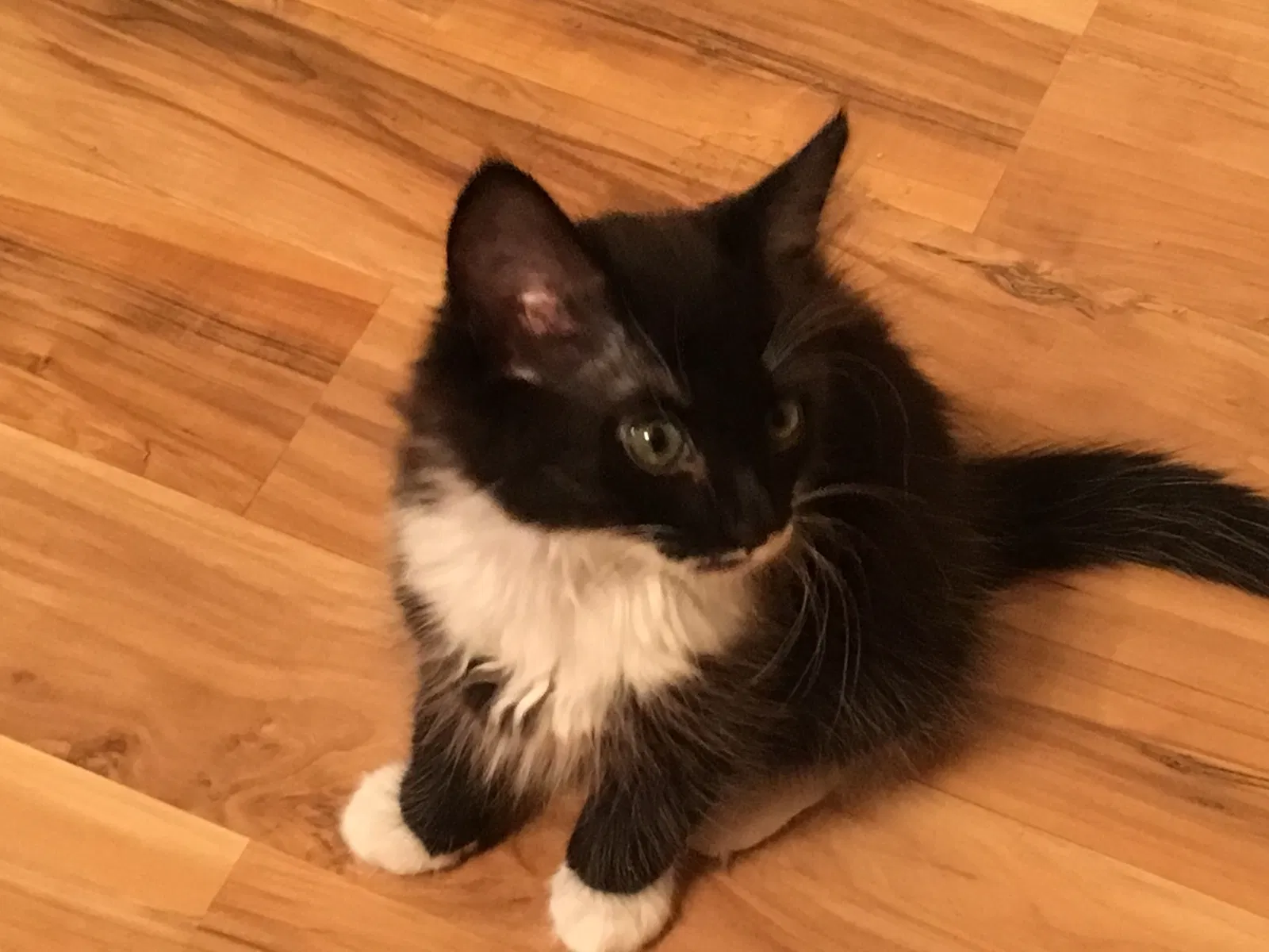 Found cat in Fairburn, GA, 30213