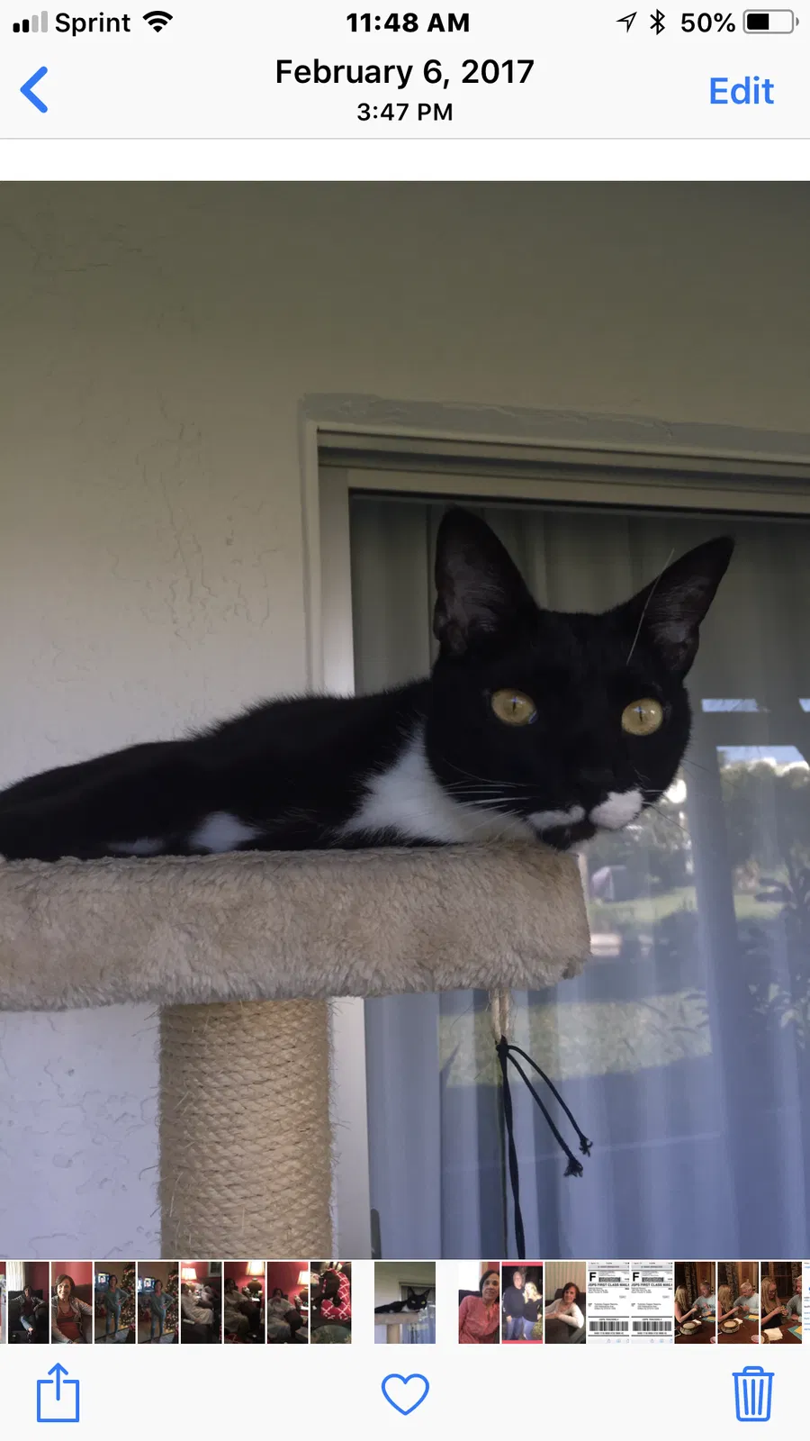 Found cat in Stuart, FL, 34994
