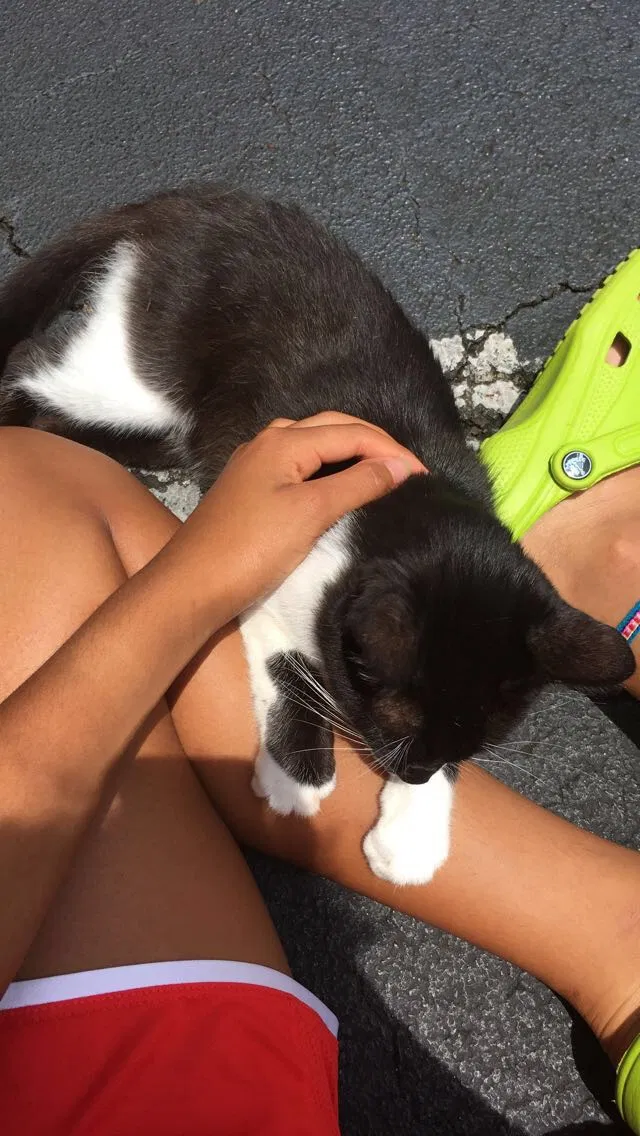 Found cat in Milledgeville, GA, 31061