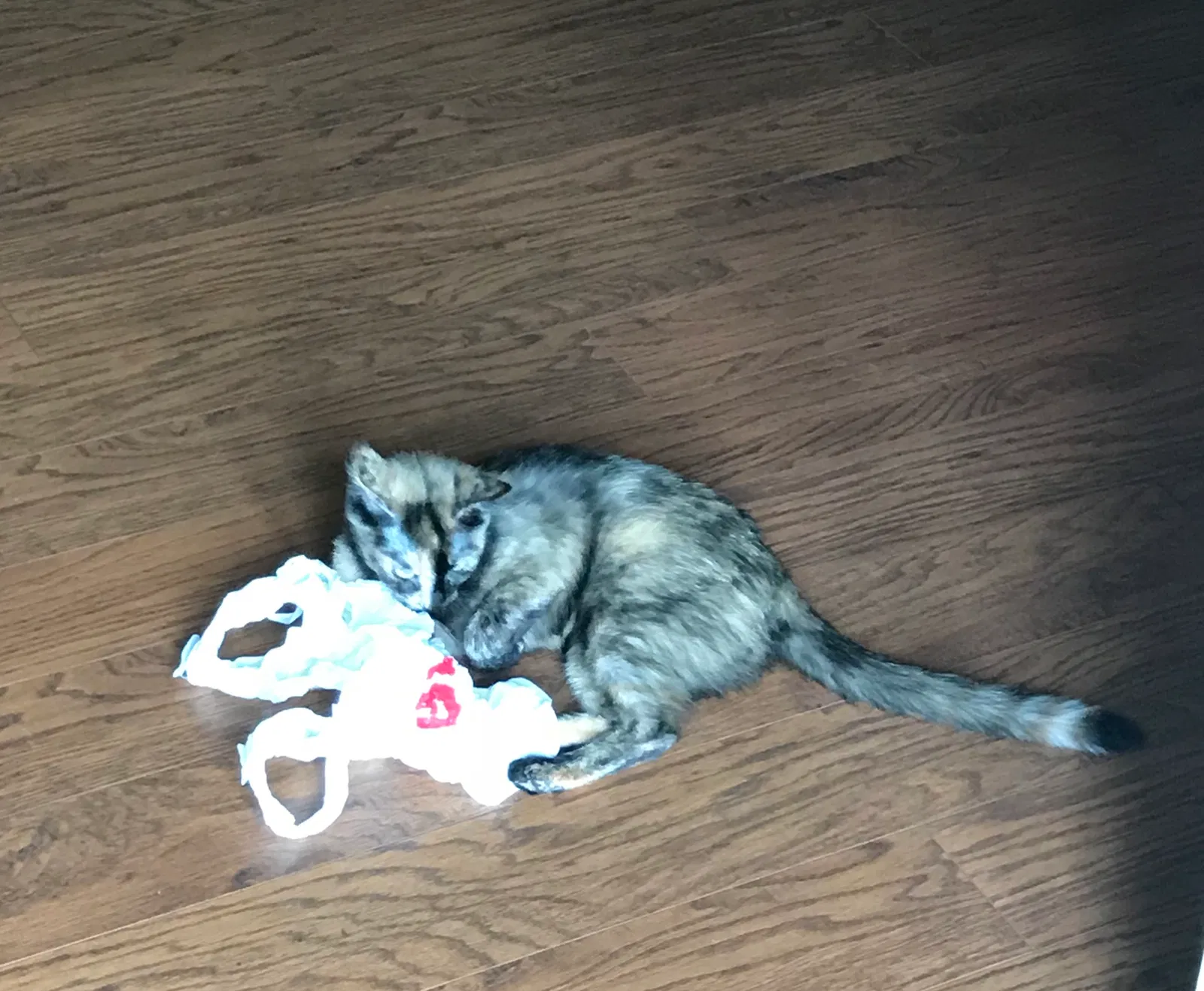 Found cat in Wedgefield, SC, 29168