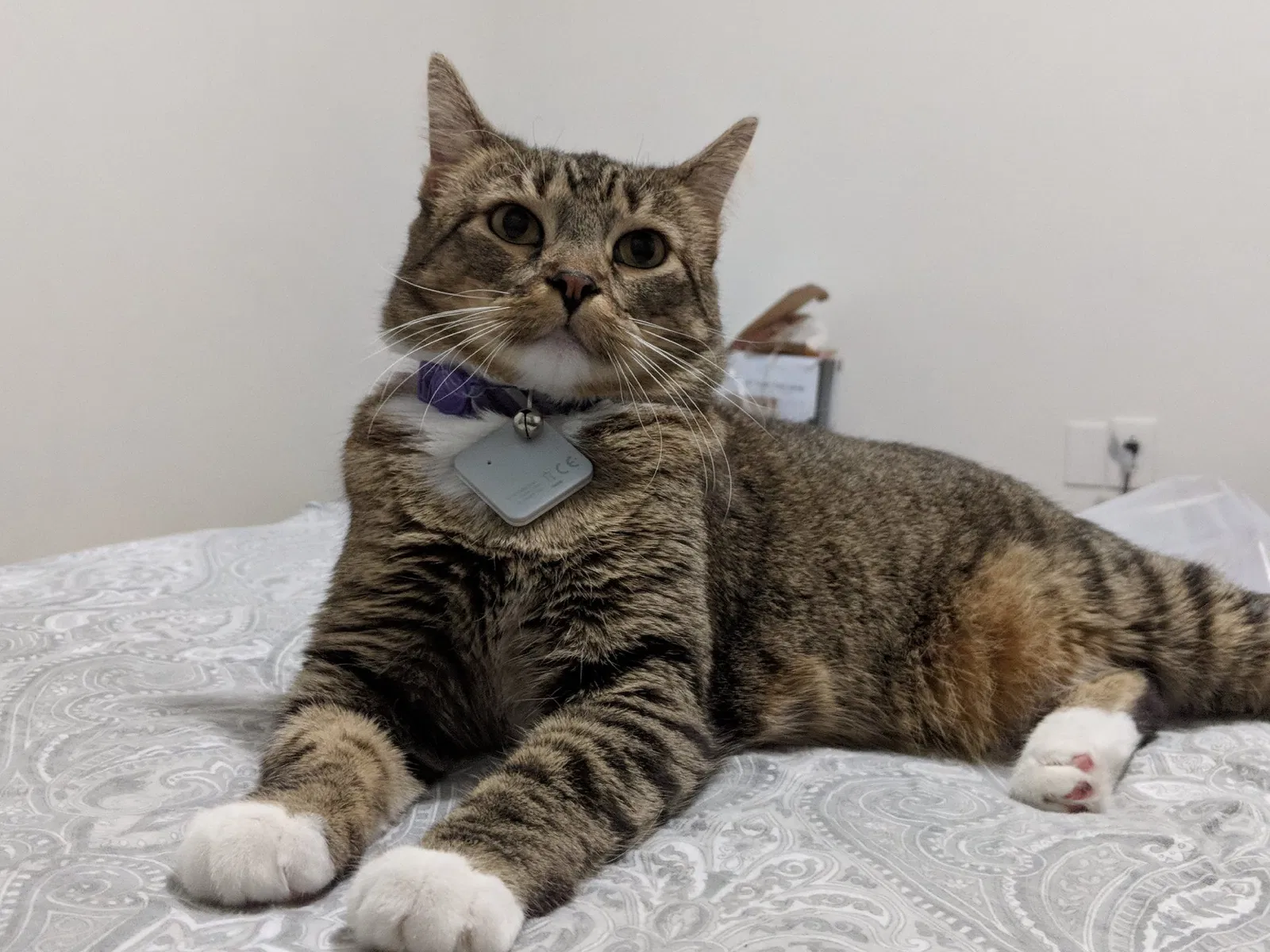 Found cat in Mansfield, TX, 76063