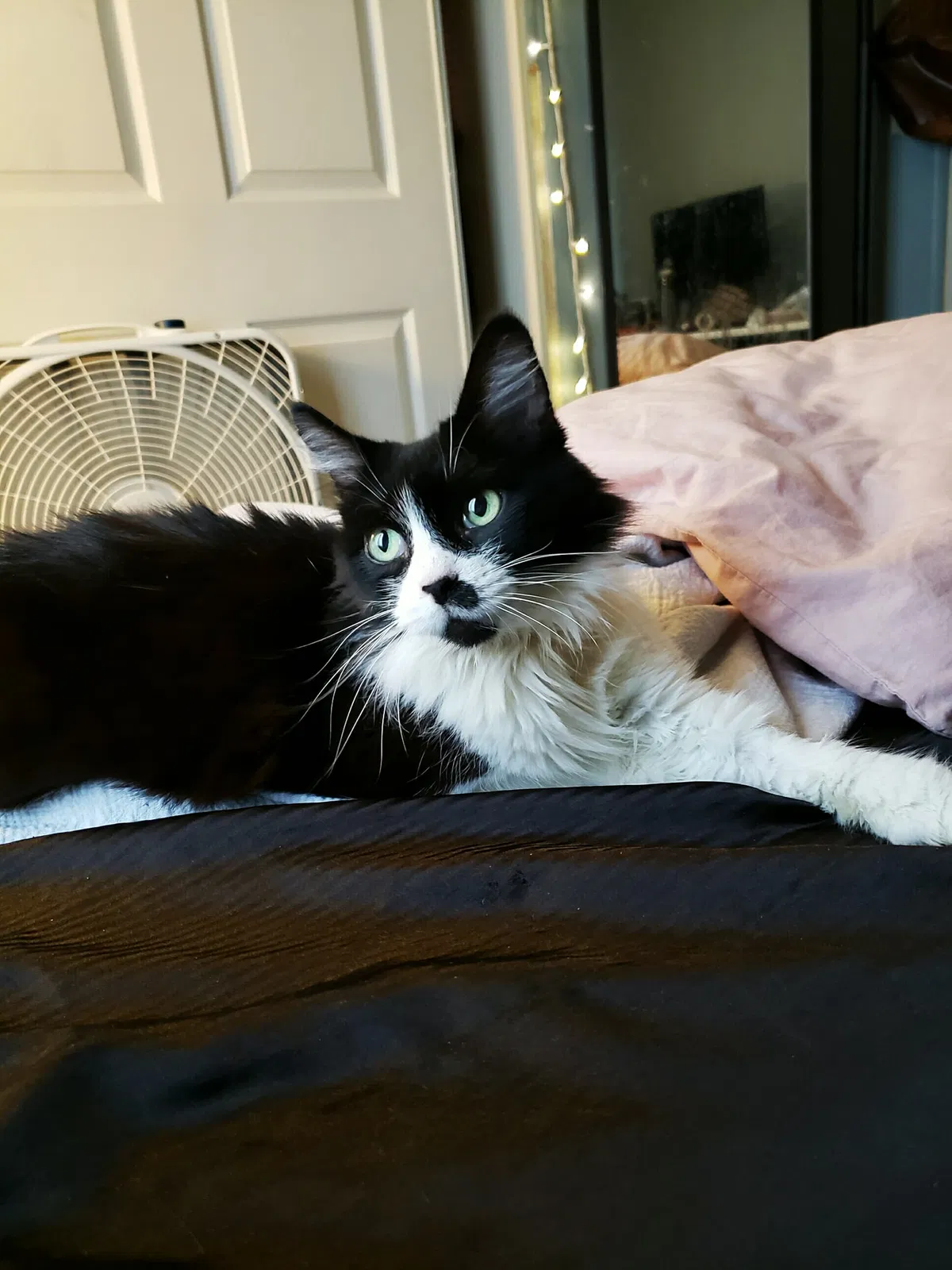 Found cat in Long Beach, CA, 90815