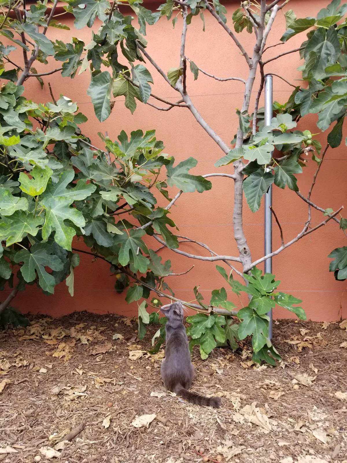 Found cat in Santa Ana, CA, 92706