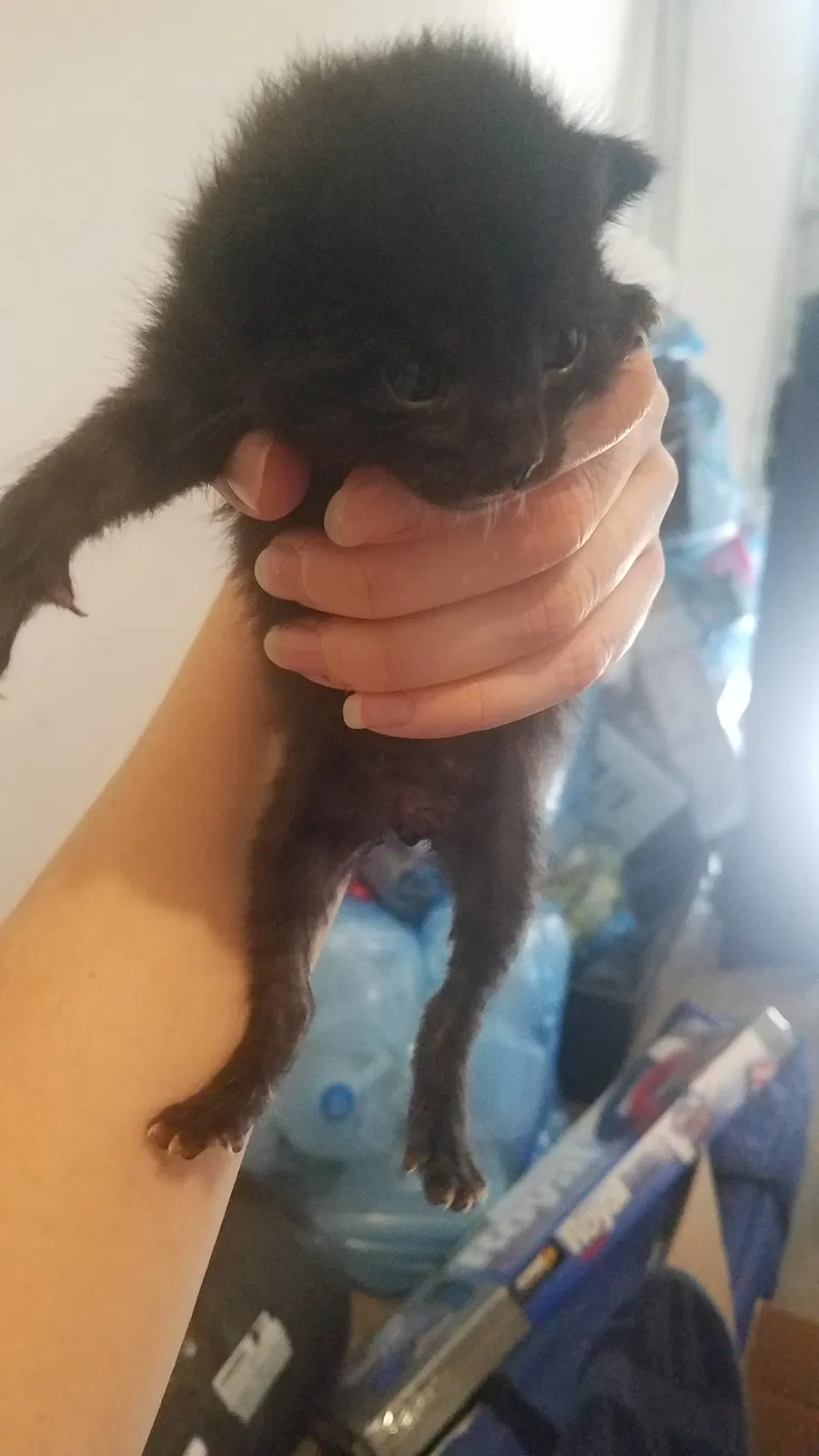 Found cat in Grand Prairie, TX, 75050