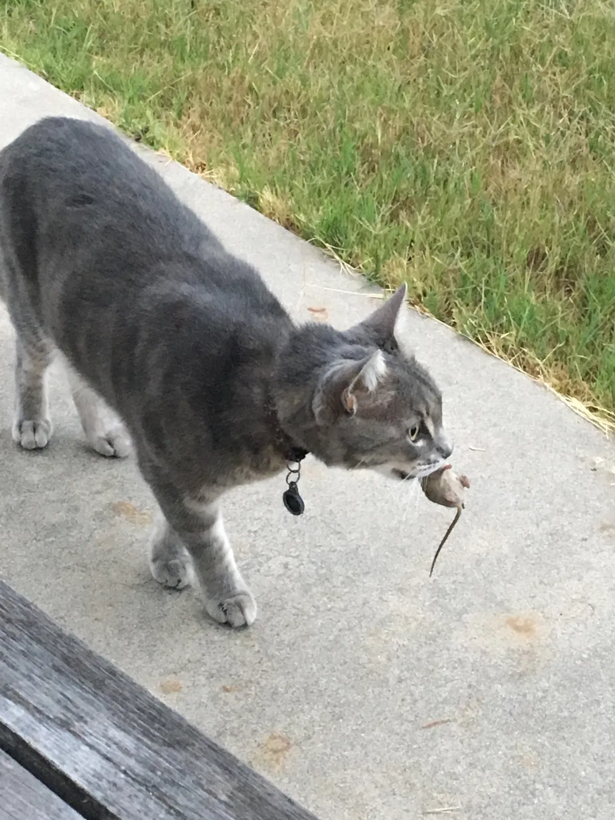 Found cat in Inman, SC, 29349