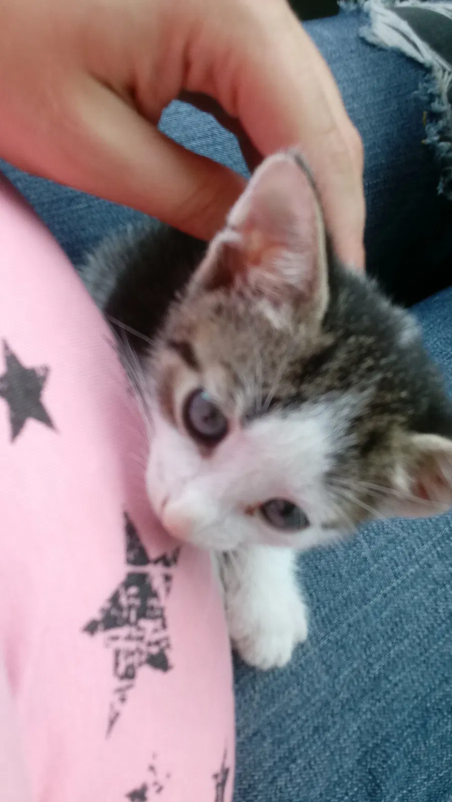 Found cat in Prescott, MI, 48756