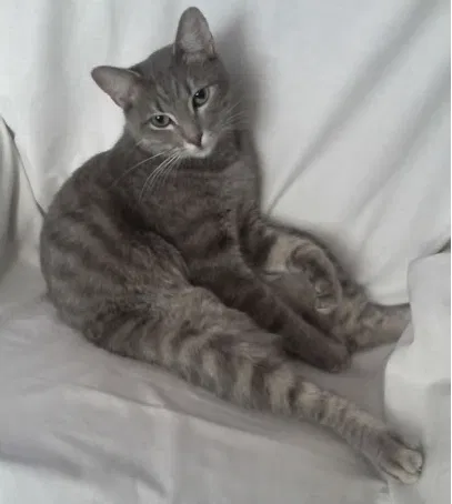 Found cat in Peoria, AZ, 85345