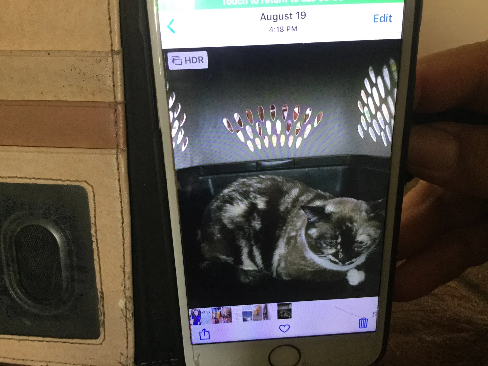 Found cat in Glendale, AZ, 85302