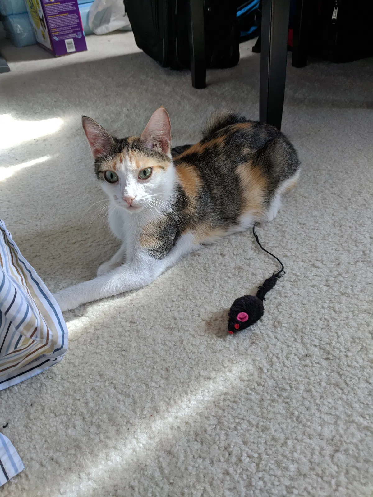 Found cat in Hollywood, FL, 33029