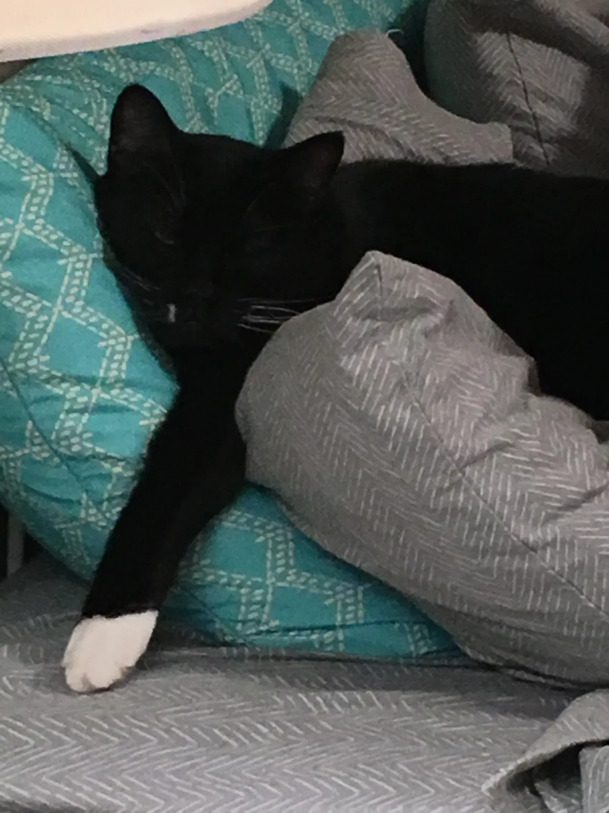 Found cat in Saint Paul, MN, 55106