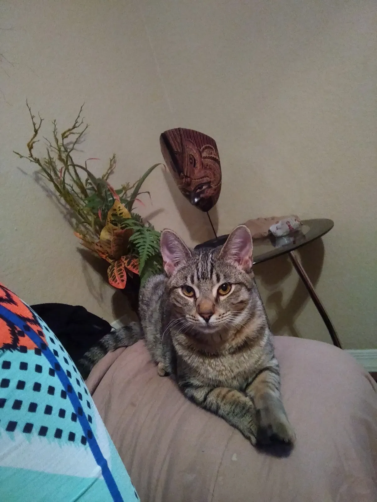 Found cat in Tampa, FL, 33602