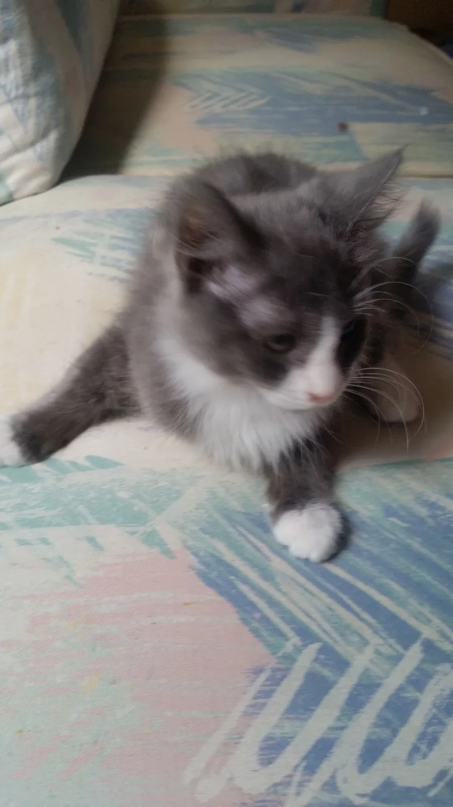 Found cat in Guyton, GA, 31312