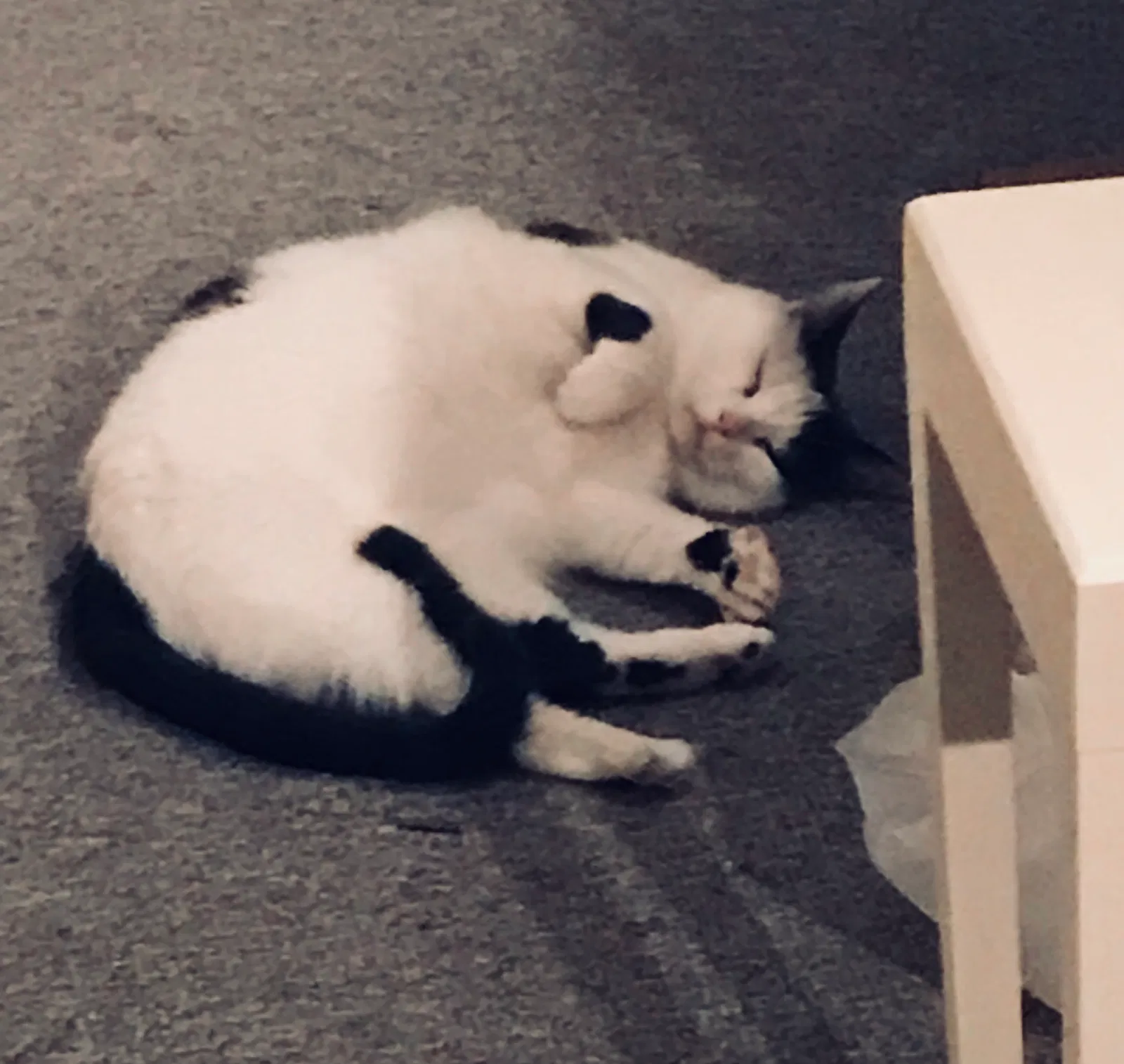 Found cat in Commerce Township, MI, 48382