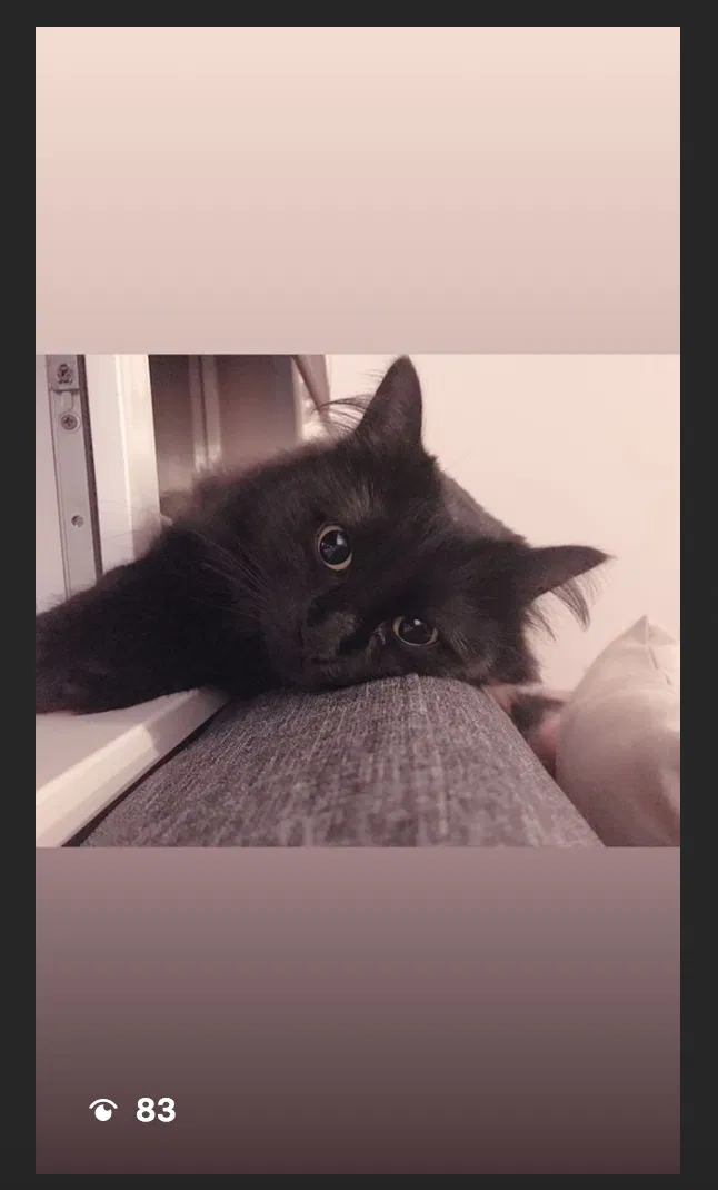 Found cat in Seattle, WA, 98109