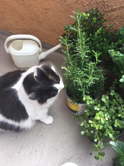 Found cat in Van Nuys, CA, 91406
