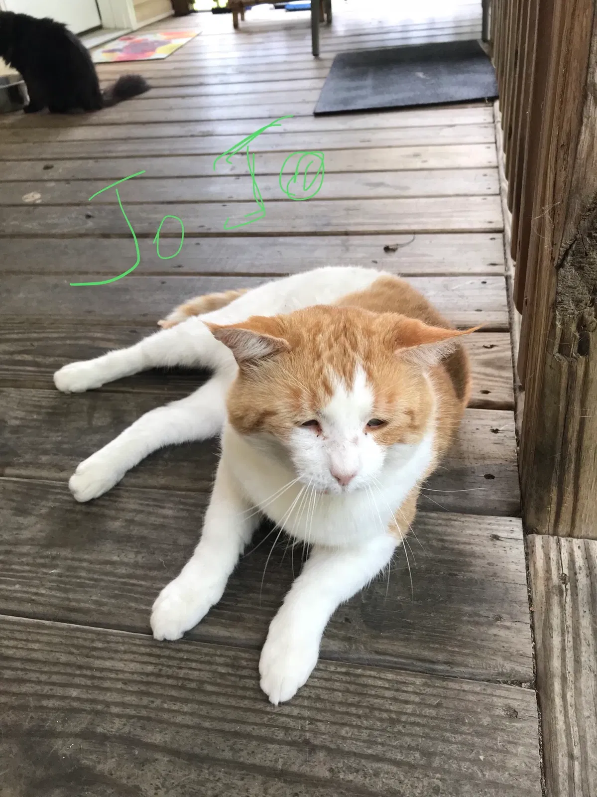 Found cat in Liberty, KY, 42539