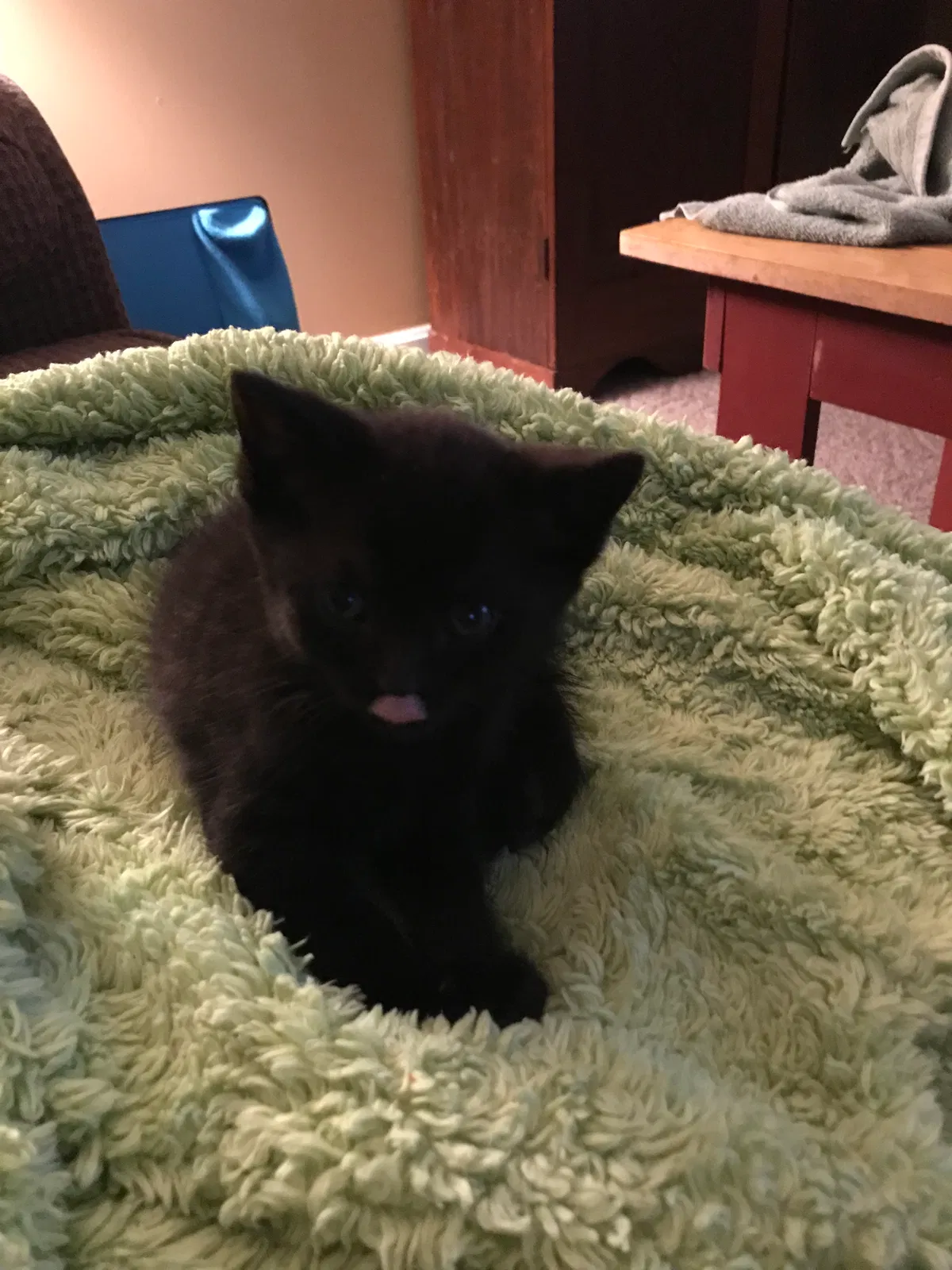 Found cat in Liberty, KY, 42539