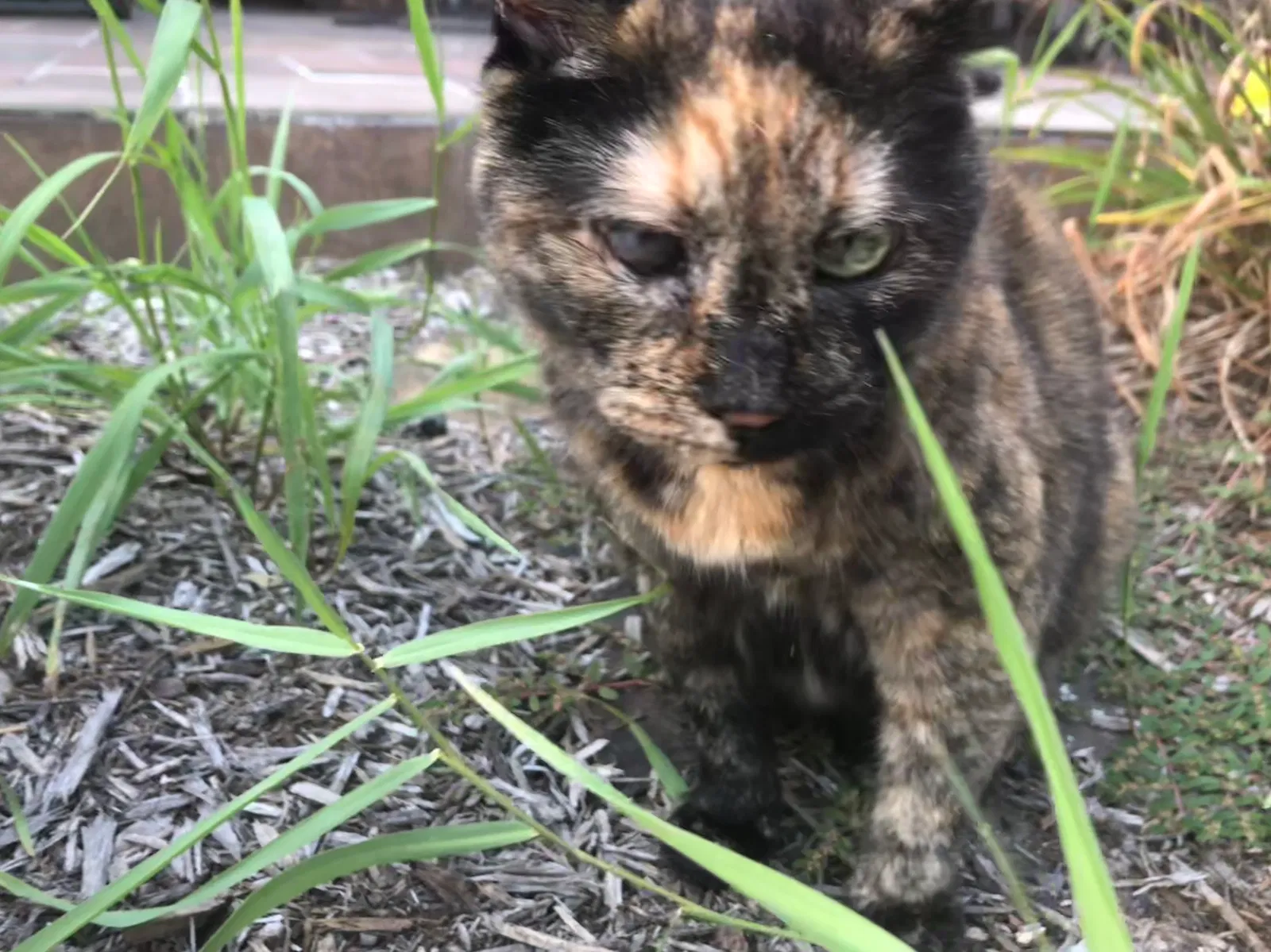 Found cat in New Castle, PA, 16105