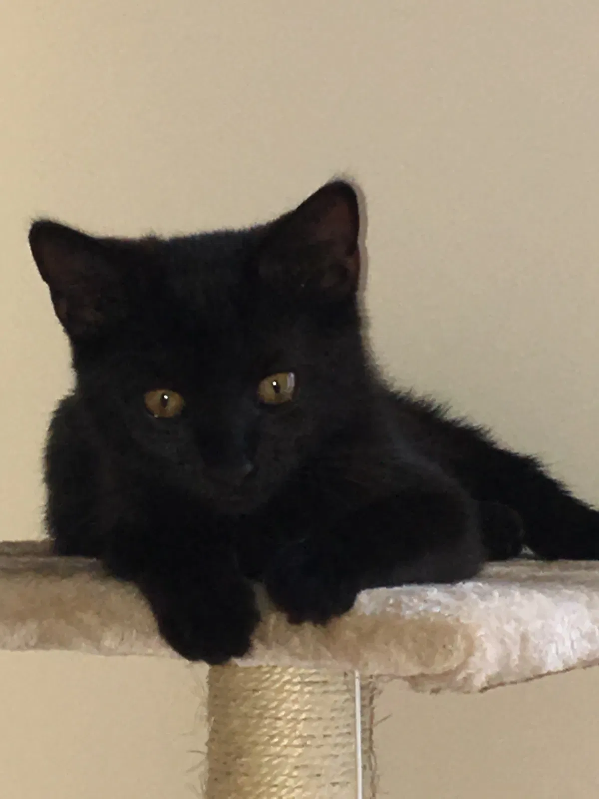 Found cat in Portsmouth, NH, 3801