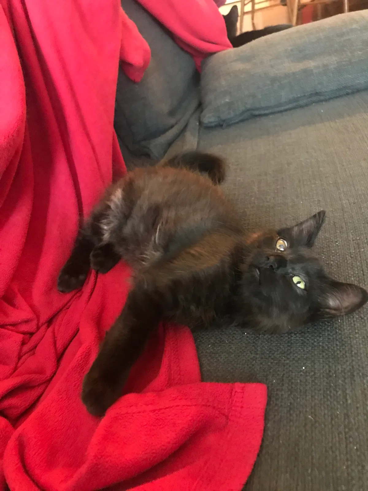 Found cat in Salinas, CA, 93906