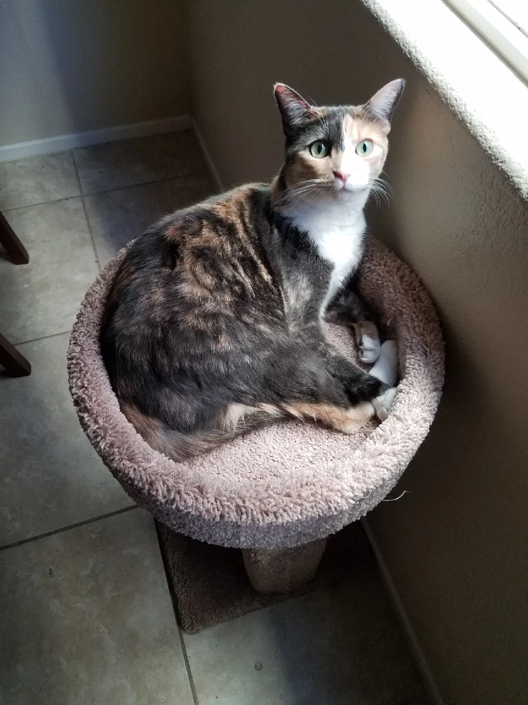 Found cat in Las Vegas, NV, 89149