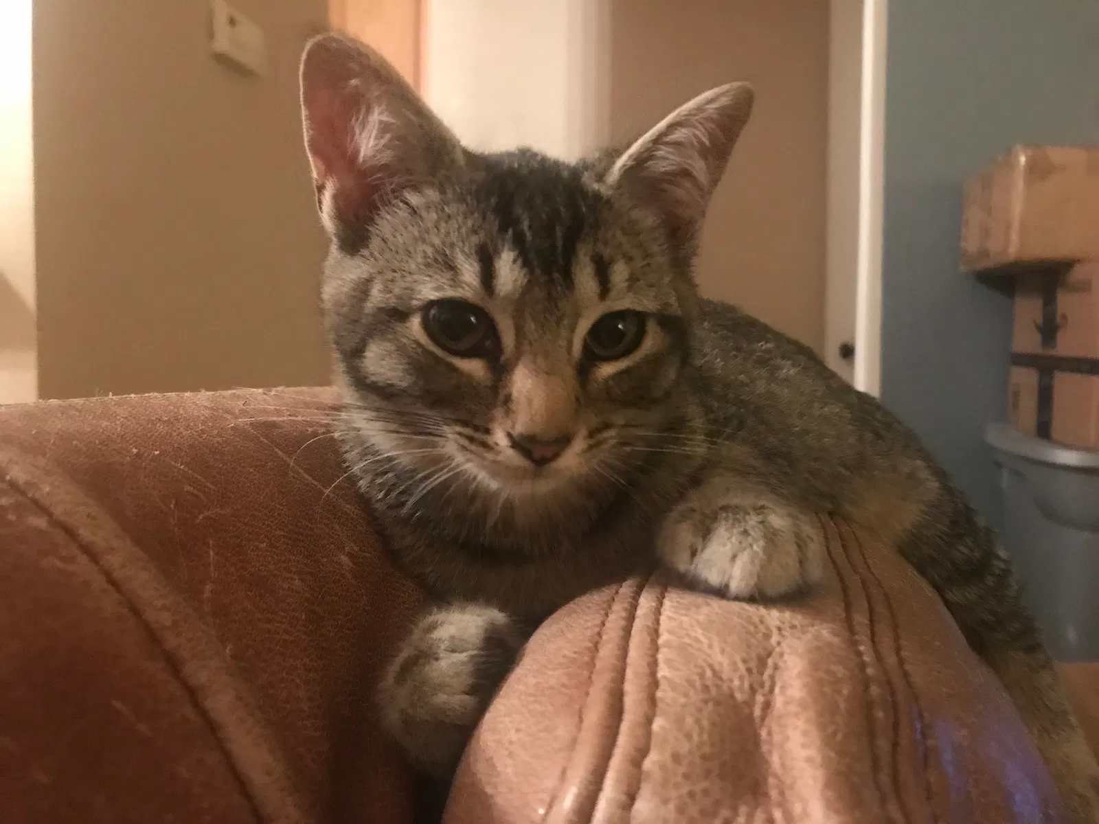 Found cat in Salinas, CA, 93906