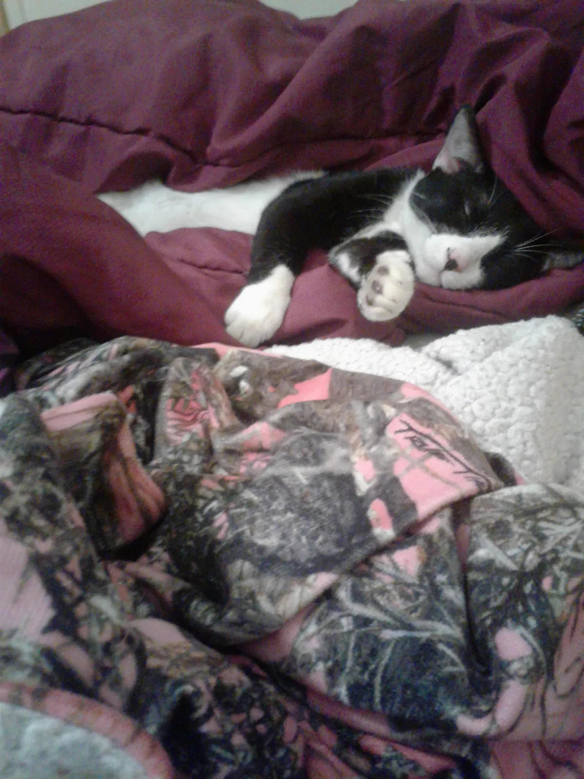 Found cat in Mount Morris, MI, 48458