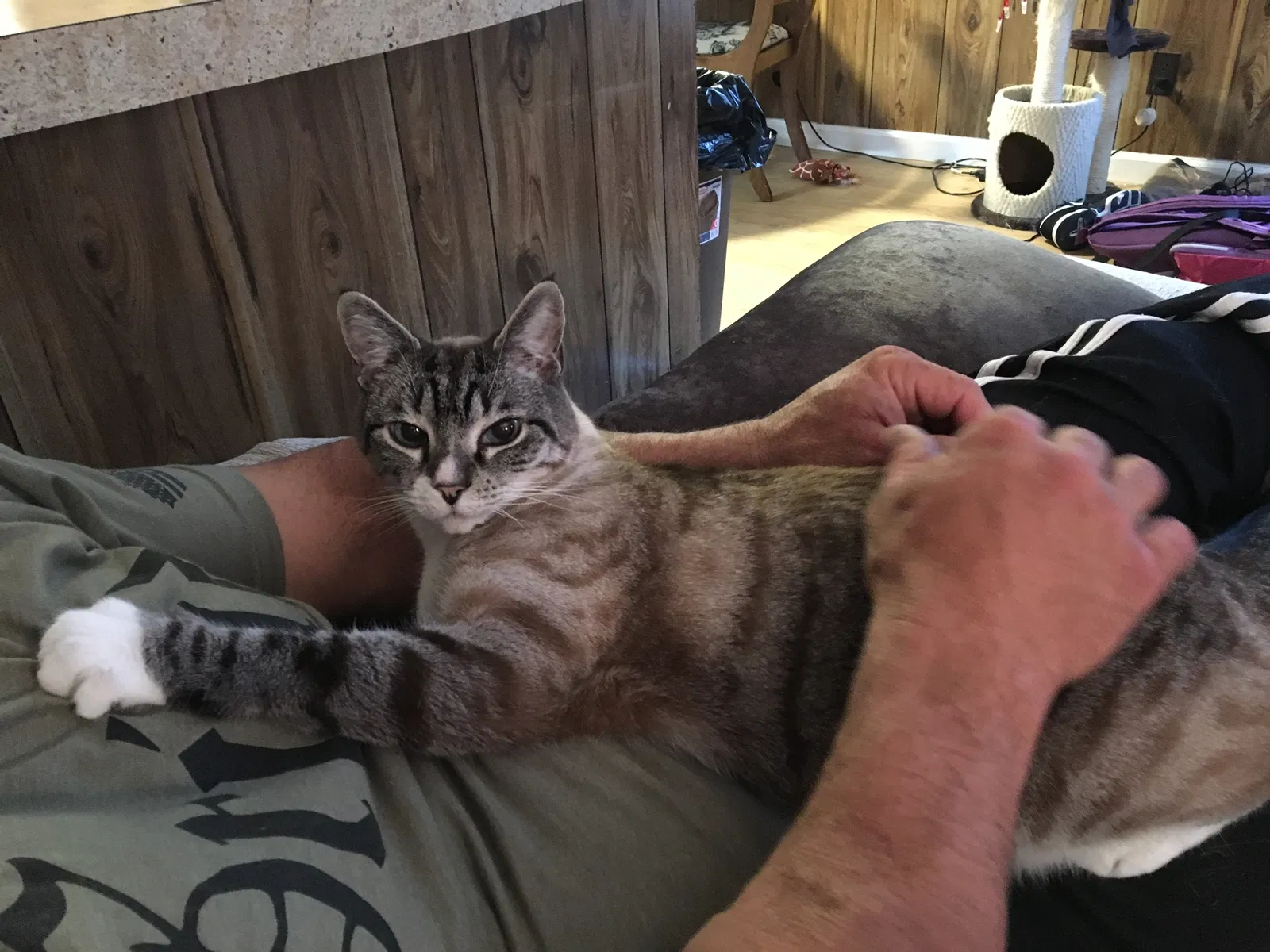 Found cat in Wilmington, NC, 28403