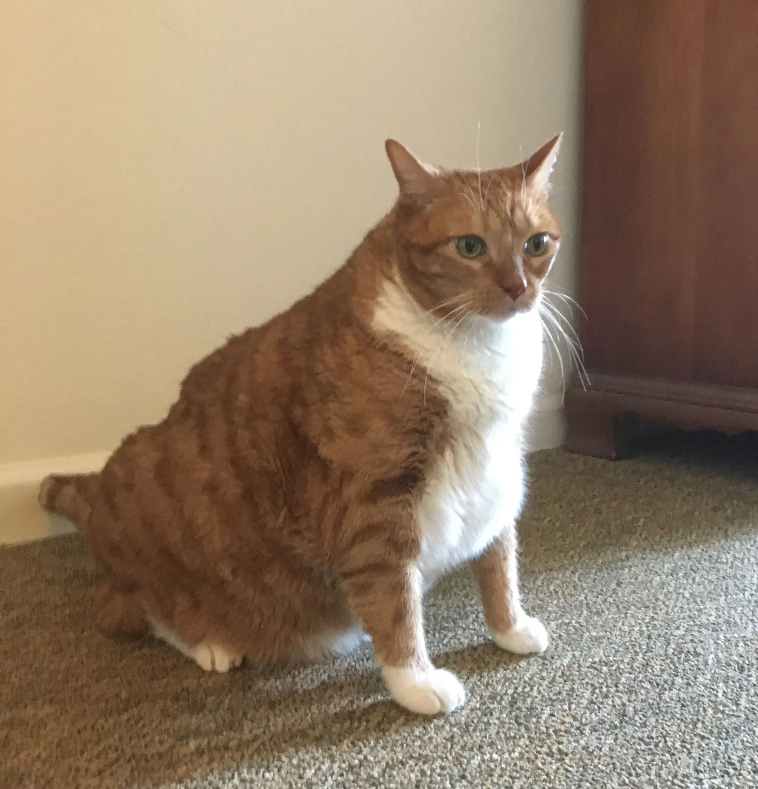 Found cat in Pleasant Hill, CA, 94523